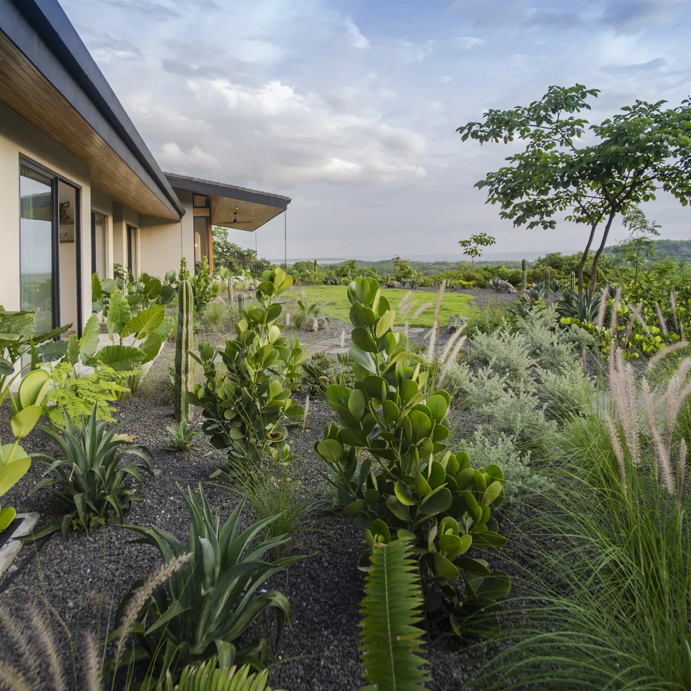 Dry garden of agaves and grasses at the main façade