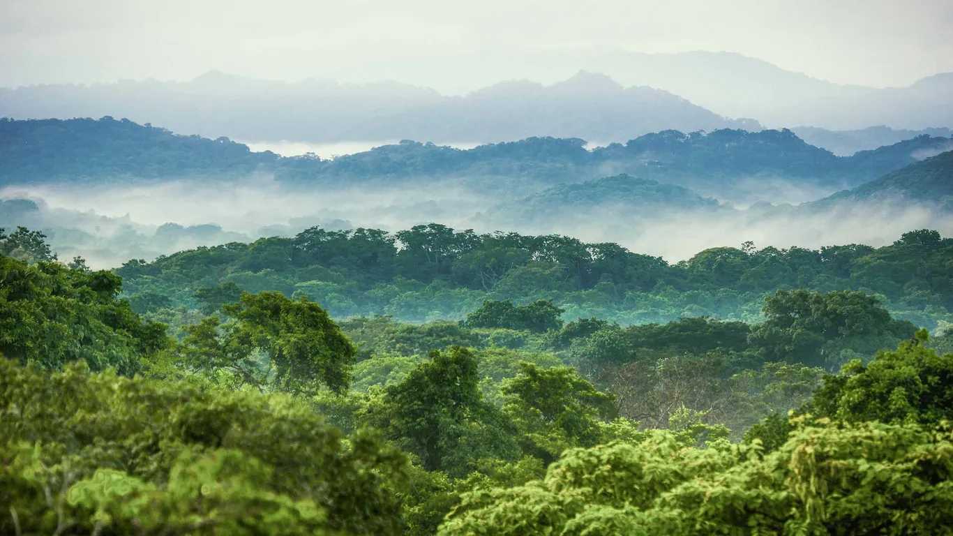 Dry tropical forest canopy at Las Ventanas