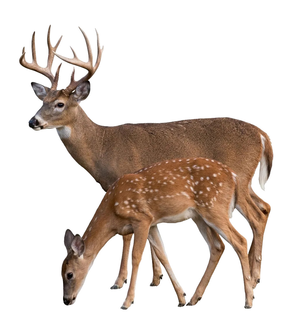 A family of white-tailed deer